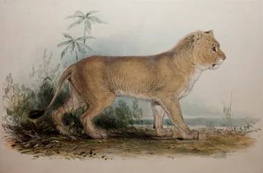 Lion sans crinière du Gujarat, 1835